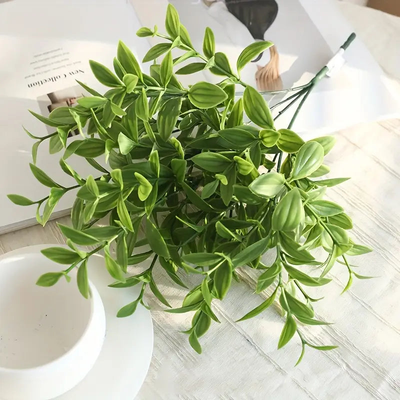 Butchers Broom Plant