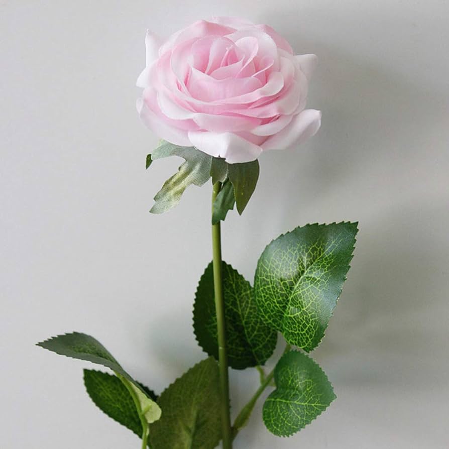 Blushing Pink Rose