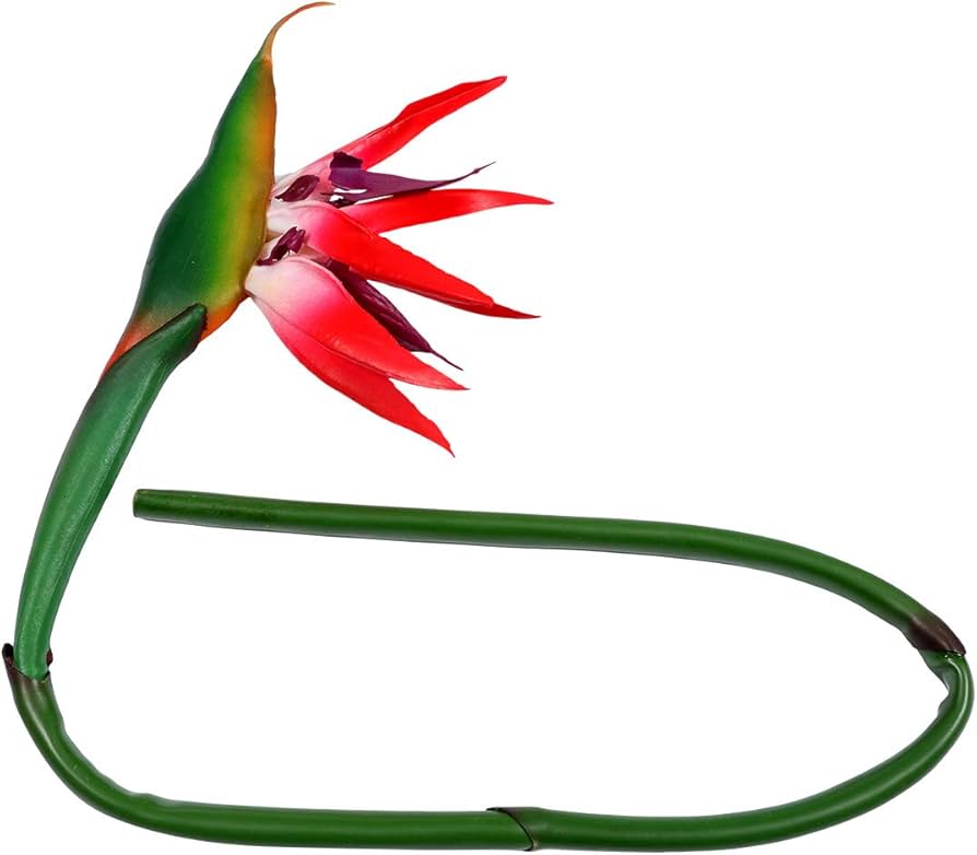 Bird Of Paradise Flower