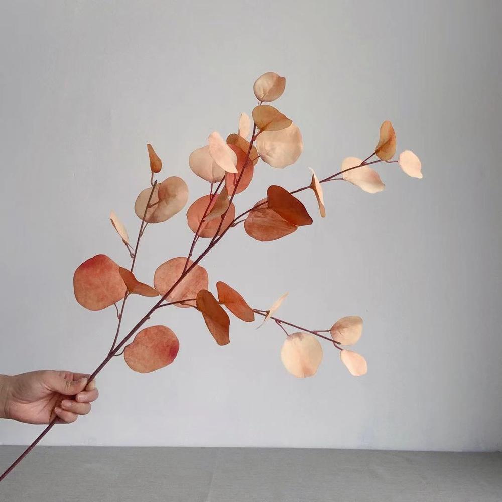 Eucalyptus Cinerea Plant