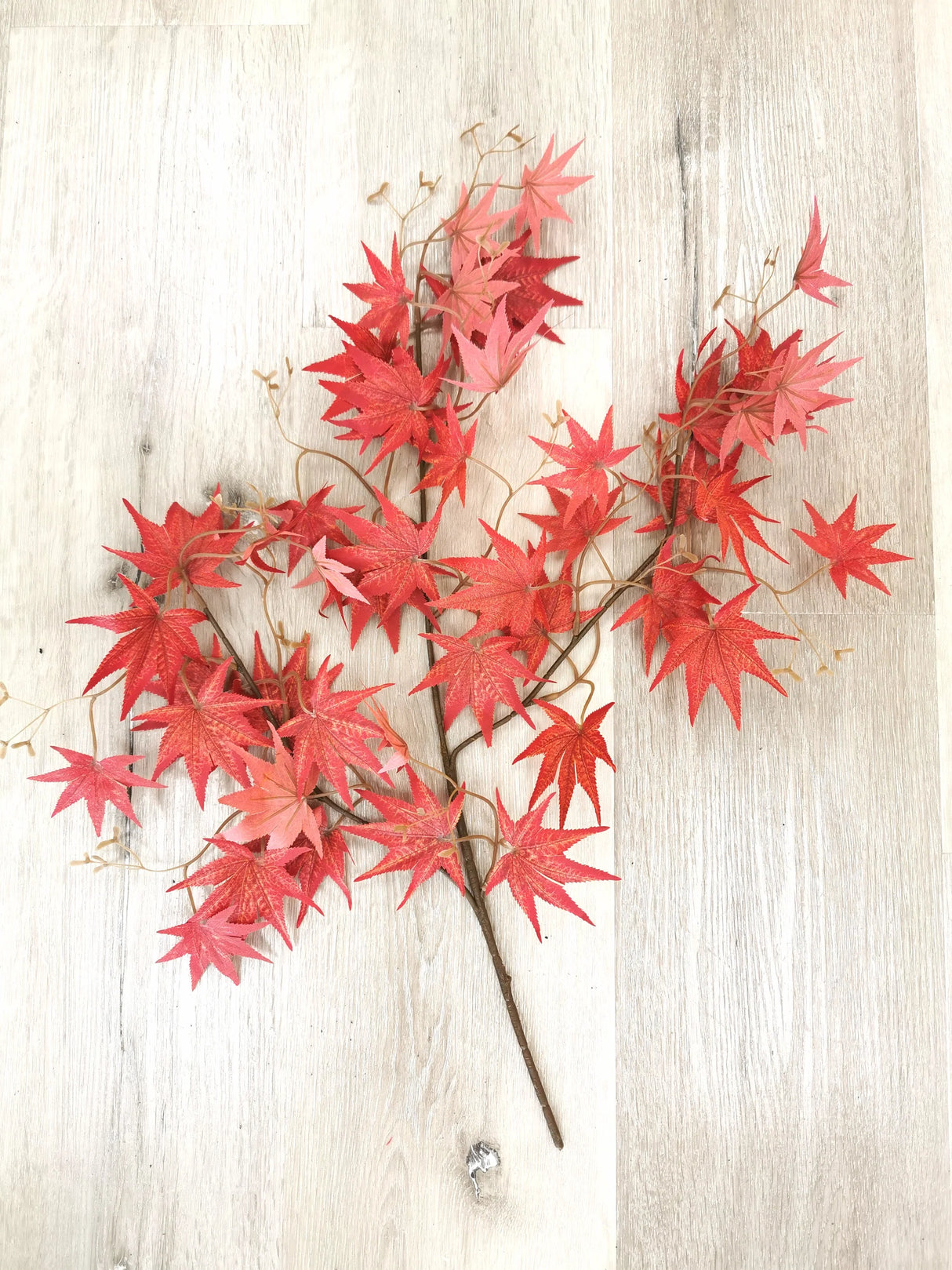 Maple Red lead Flower