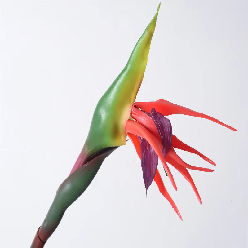 Bird Of Paradise Flower