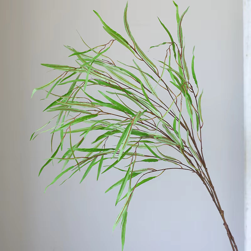 Potamogeton Obtusifoliua Plant