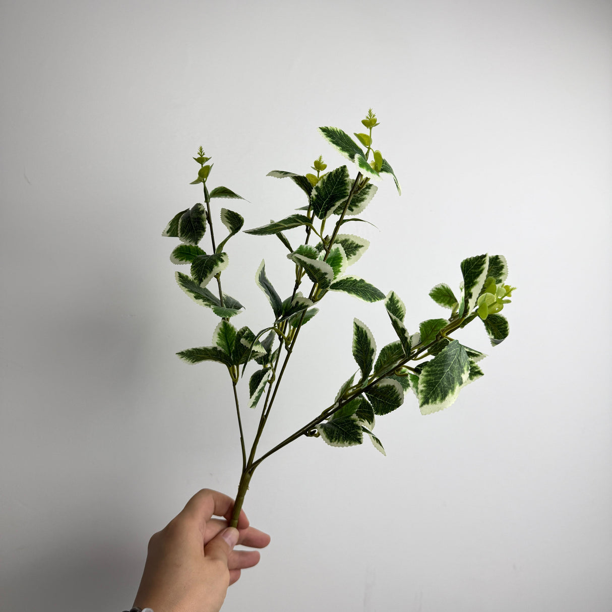 Silk Rose Plant