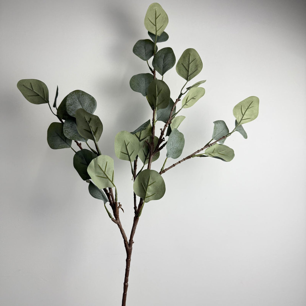 Eucalyptus Plant