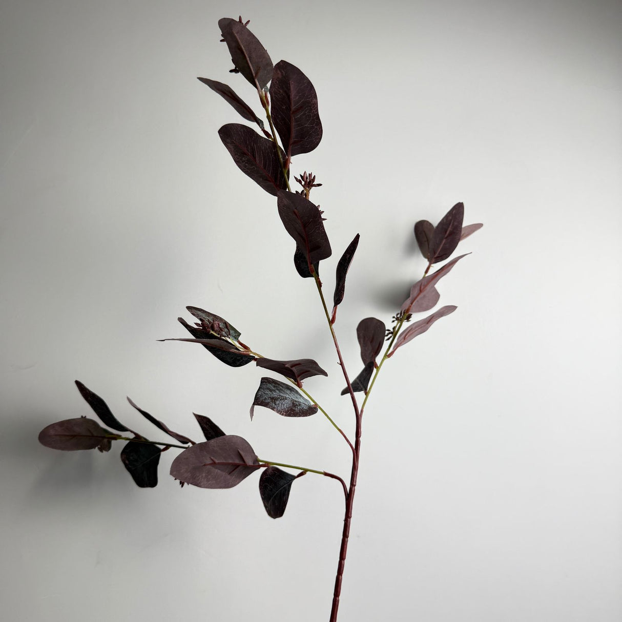 Eucalyptus Cinerea Plant