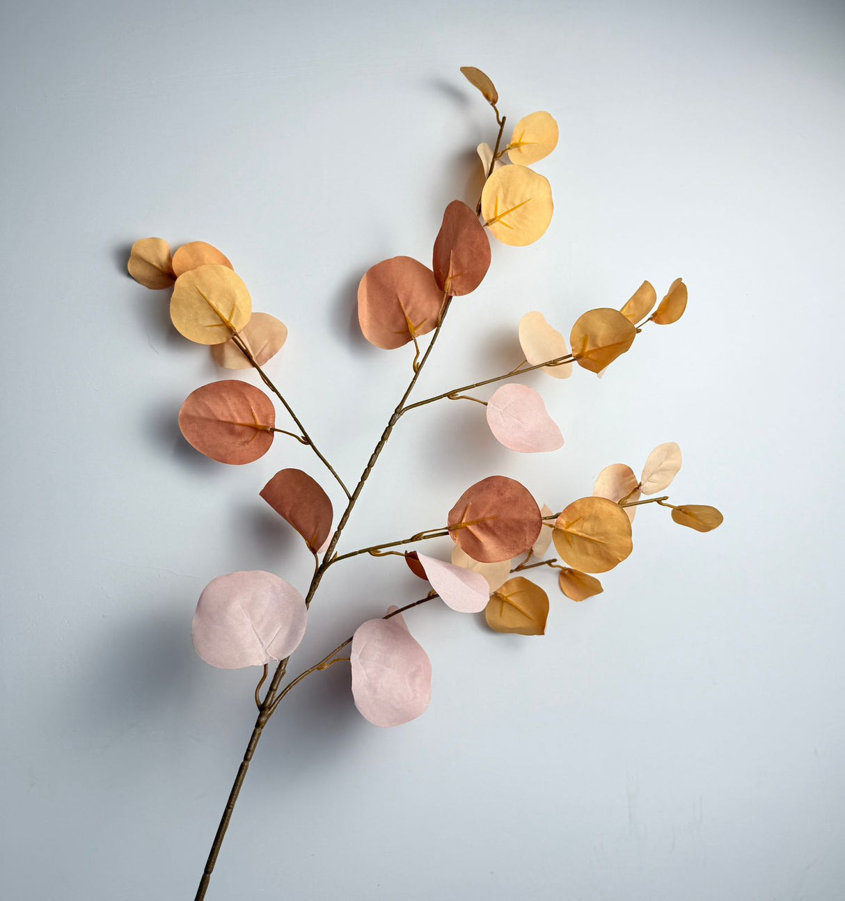 Eucalyptus Cinerea Plant