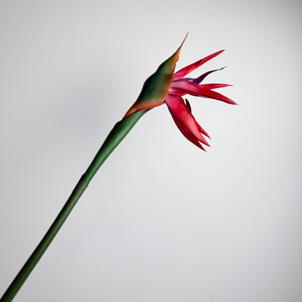 Bird Of Paradise Flower