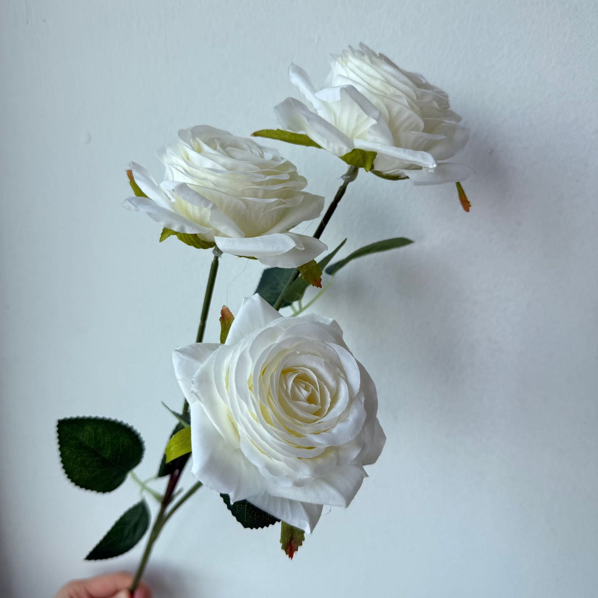 White Rose