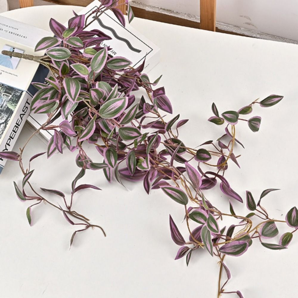 Tradescantia Zebrina Inch Plant