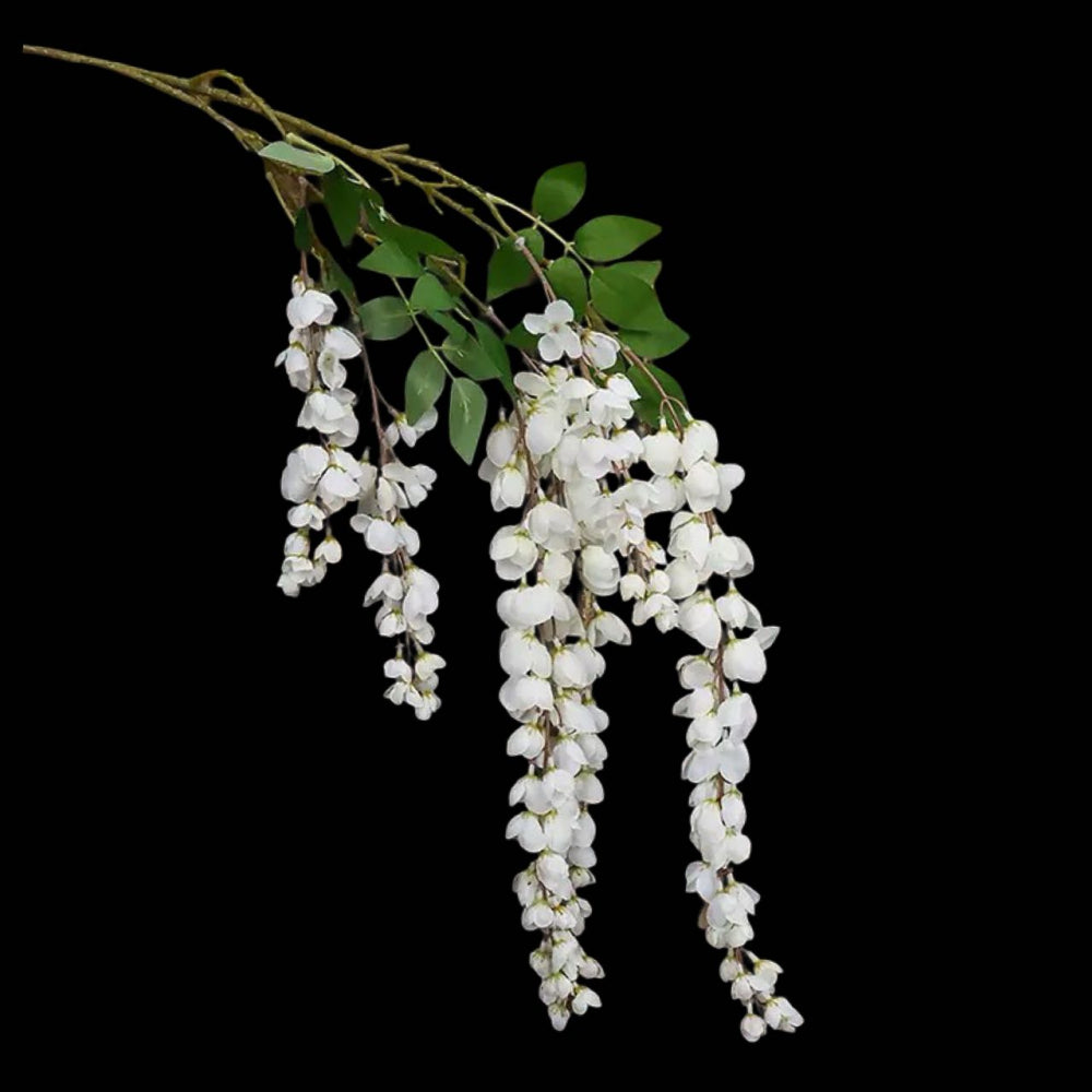 Wisteria White Flower