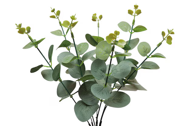 Eucalyptus Plant