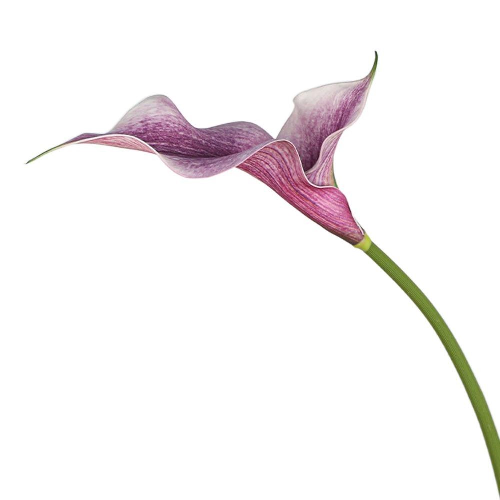 Arum Lily Purple