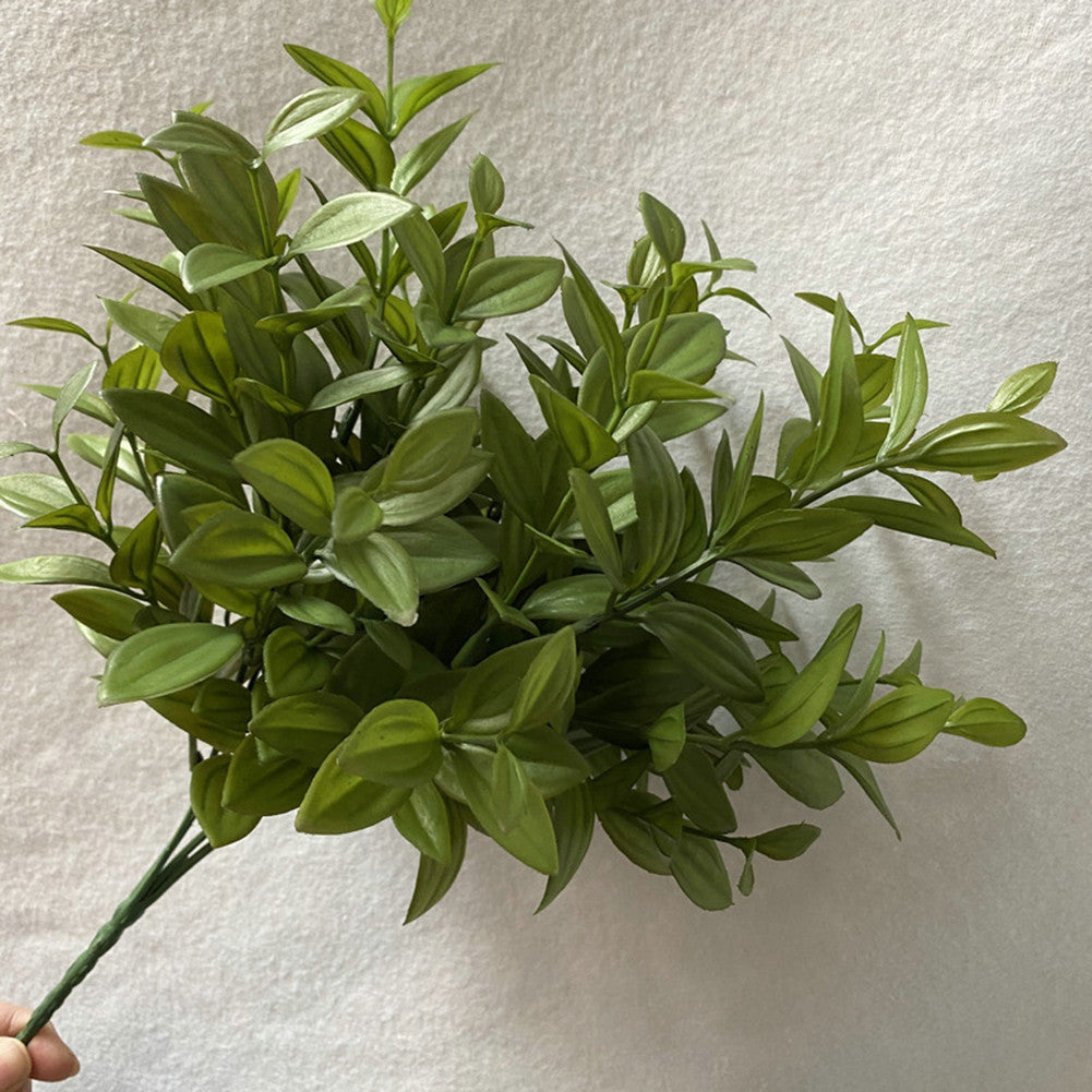 Butchers Broom Plant