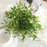 Butchers Broom Plant