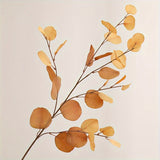 Eucalyptus Cinerea Plant