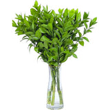 Booxwood Steam Plant