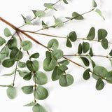 Eucalyptus Cinerea Plant