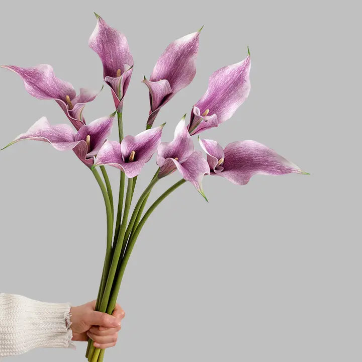 Arum Lily Purple