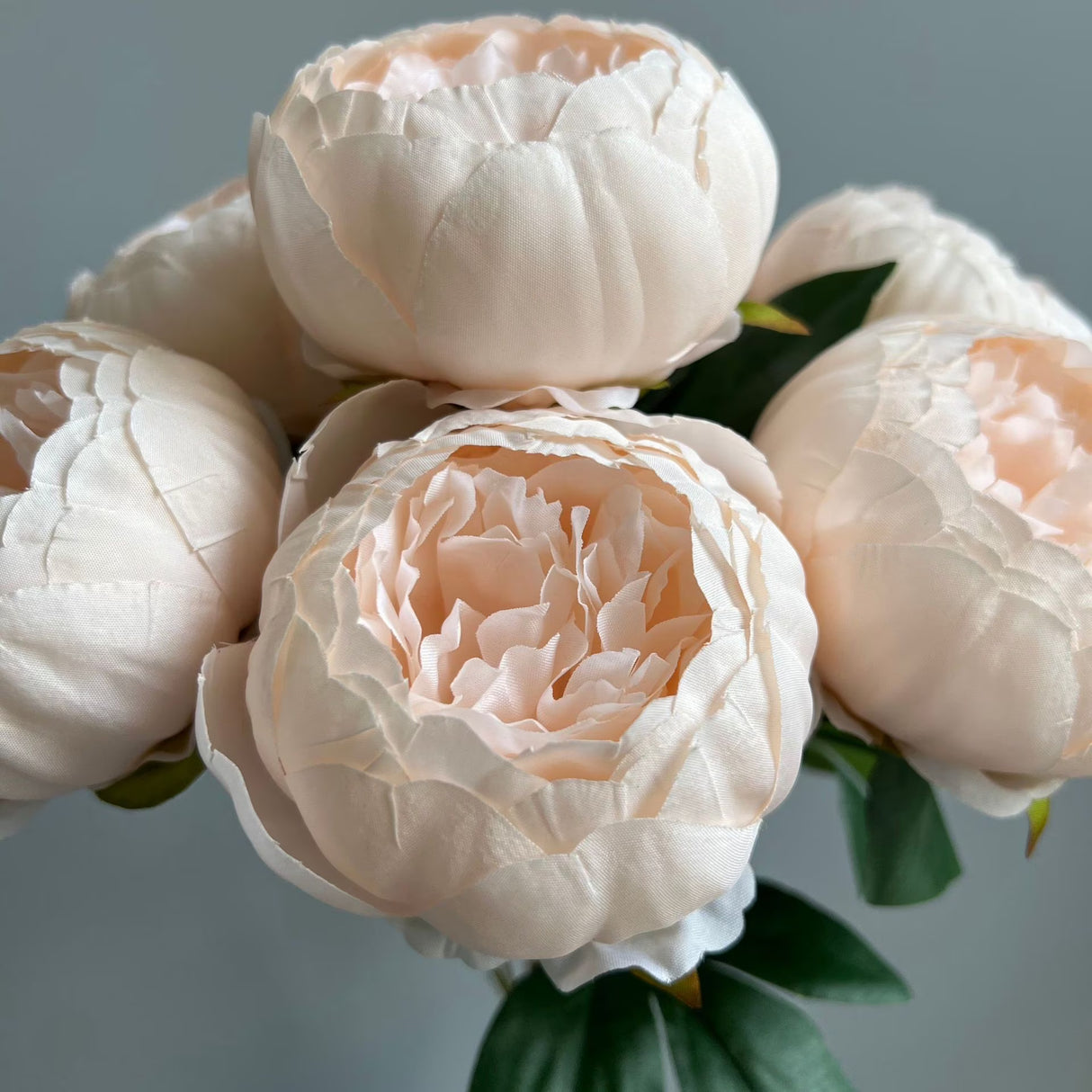 Chinese Peony White Flower