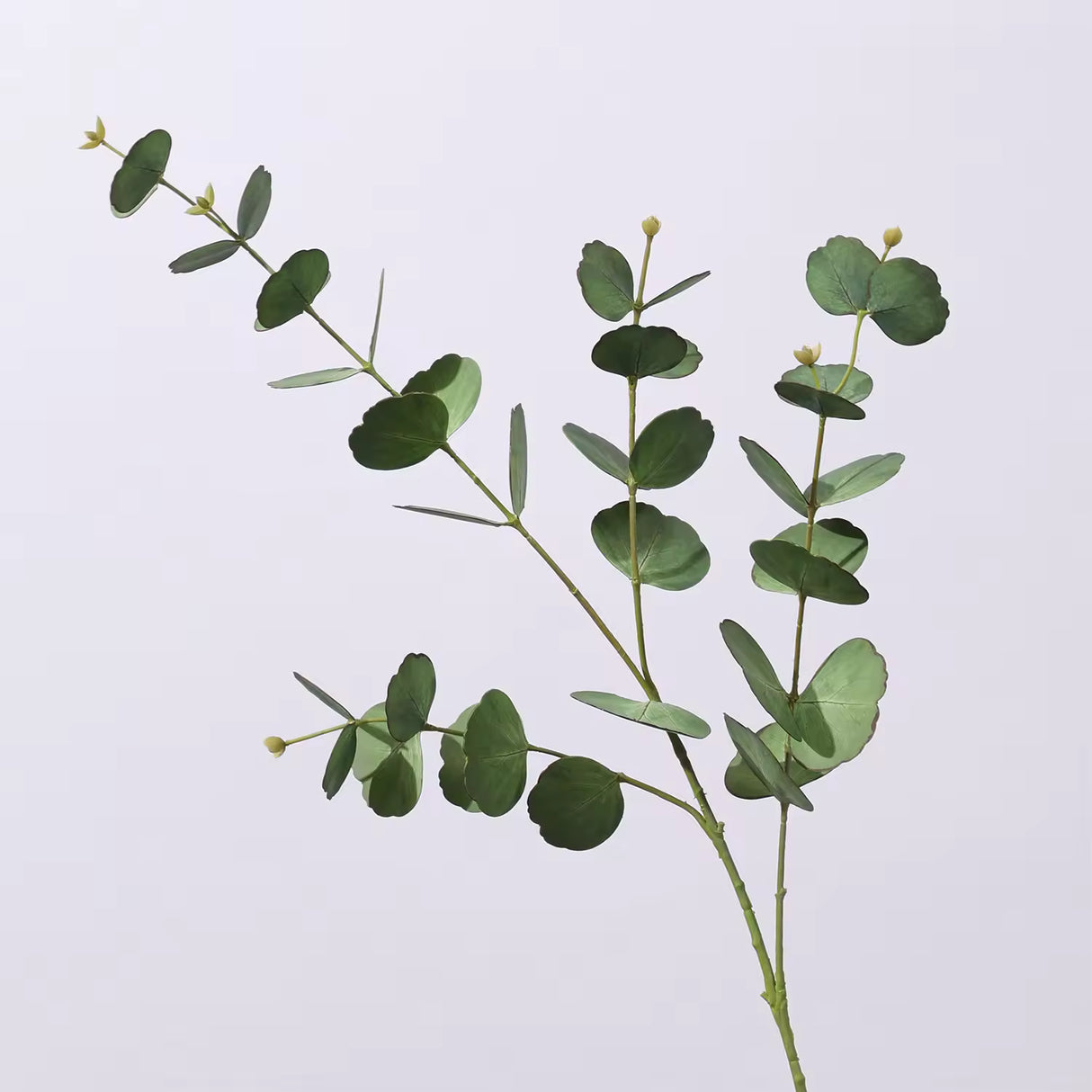 Eucalyptus Cinerea Plant