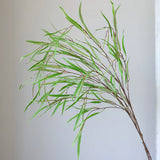 Potamogeton Obtusifoliua Plant