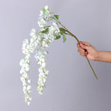Wisteria White Flower