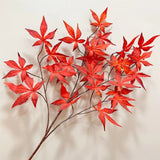 Maple Red lead Flower