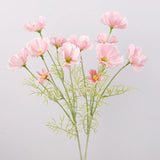 Cosmos Flower