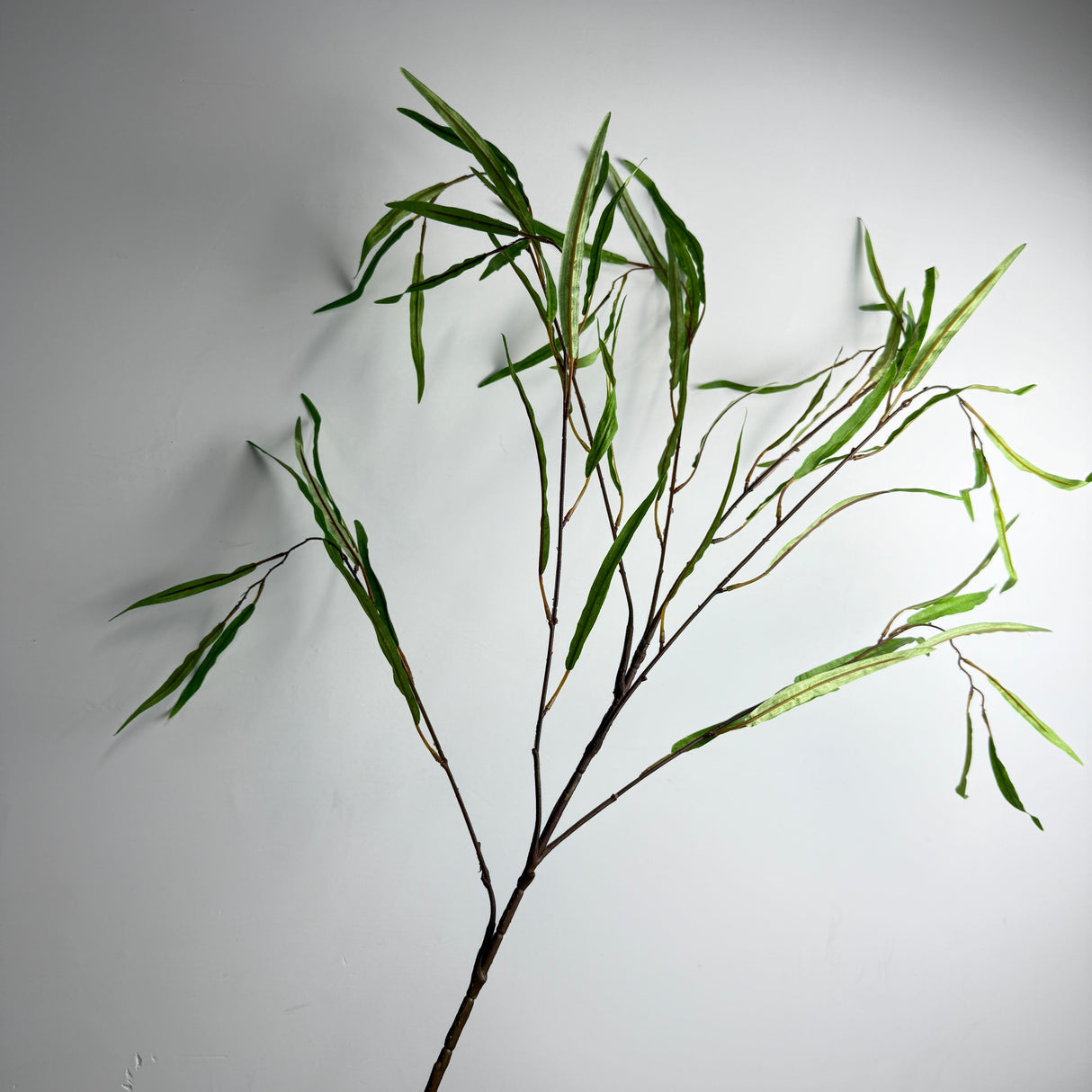 Potamogeton Obtusifoliua Plant