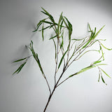 Potamogeton Obtusifoliua Plant