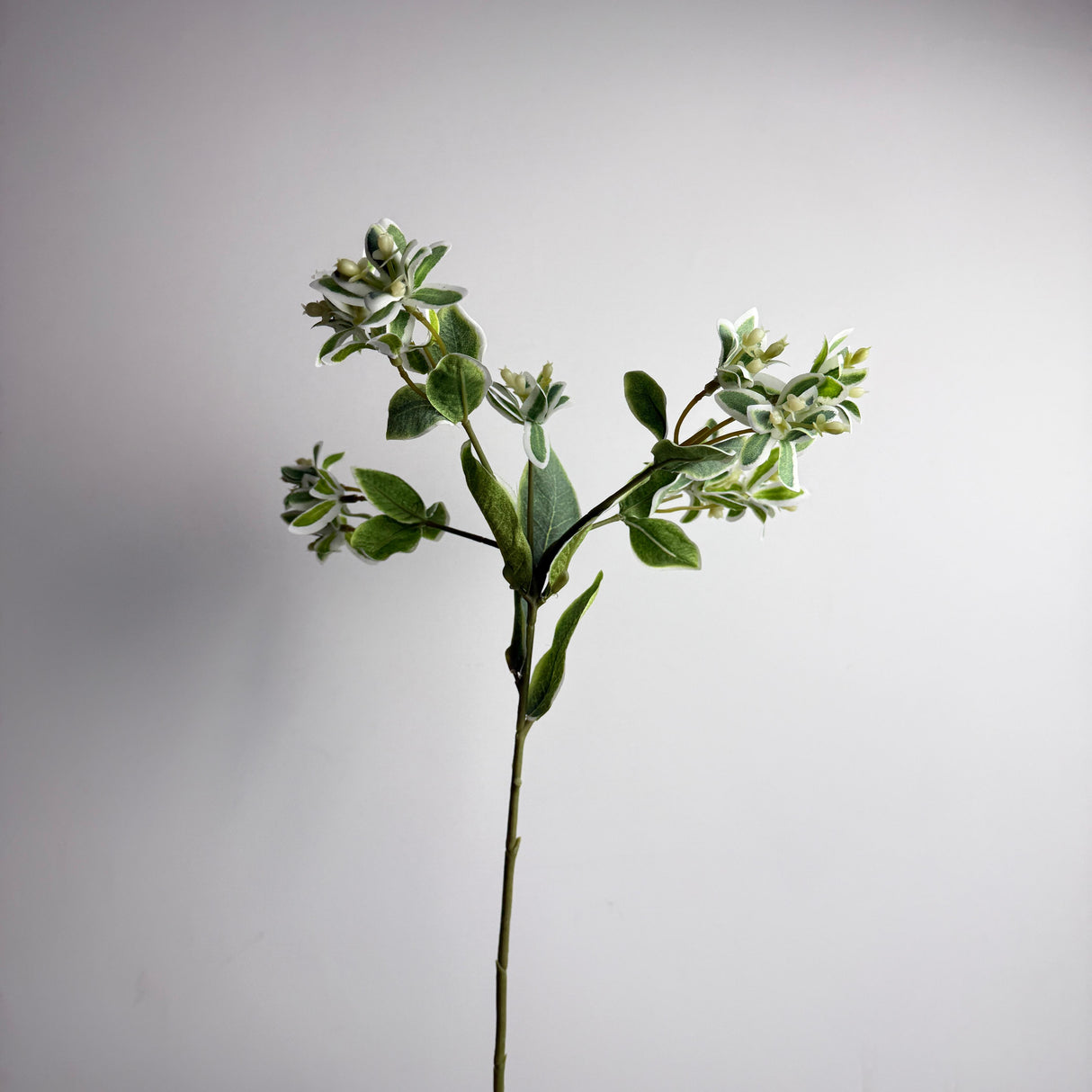 Melrose Euphorbia Floral Stem Plant