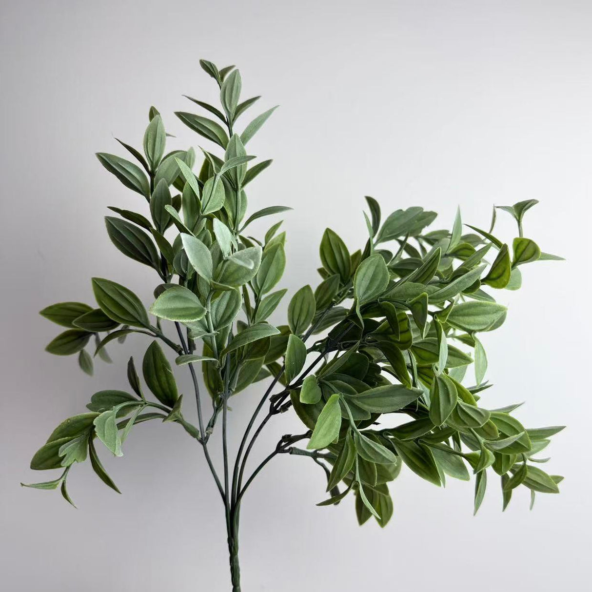 Butchers Broom Plant