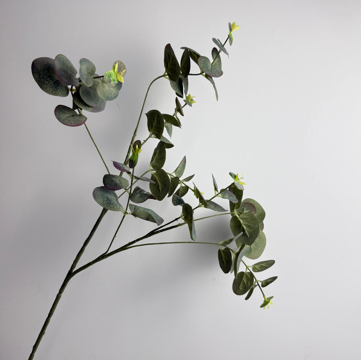 Eucalyptus Cinerea Plant