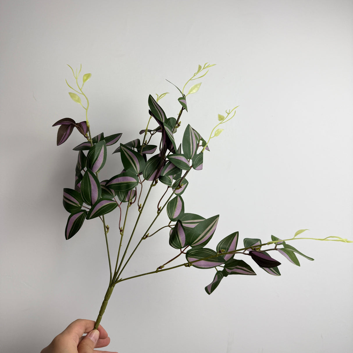 Tradescantia Zebrina Inch Plant