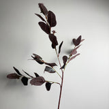 Eucalyptus Cinerea Plant