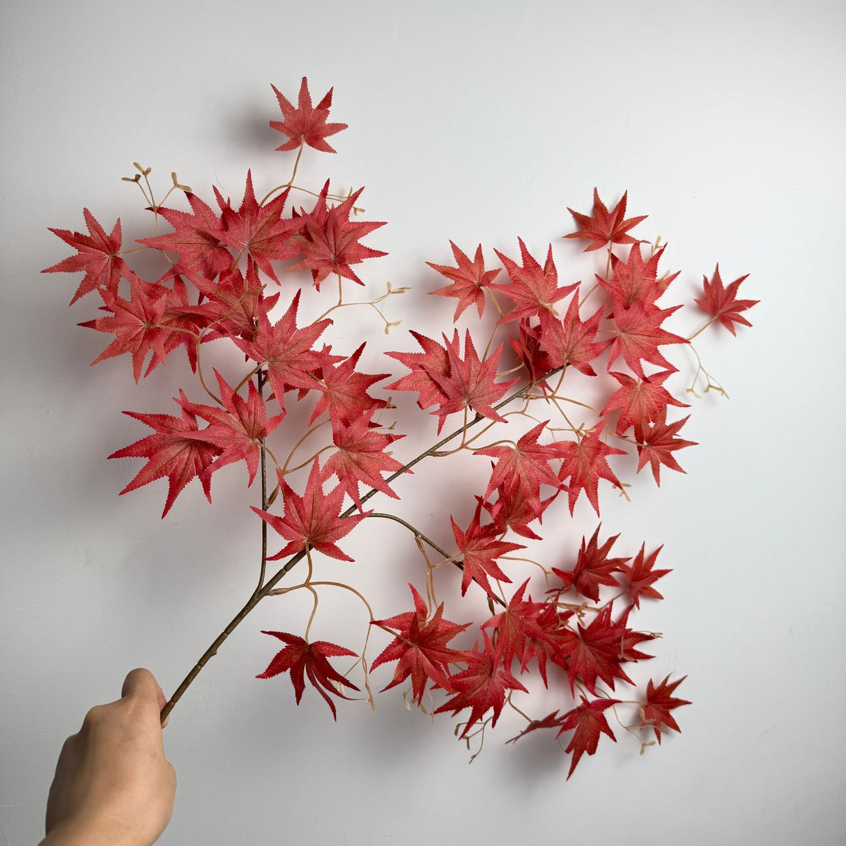 Maple Red lead Flower