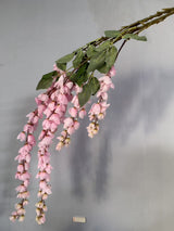 Wisteria Pink Flower