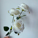 White Rose