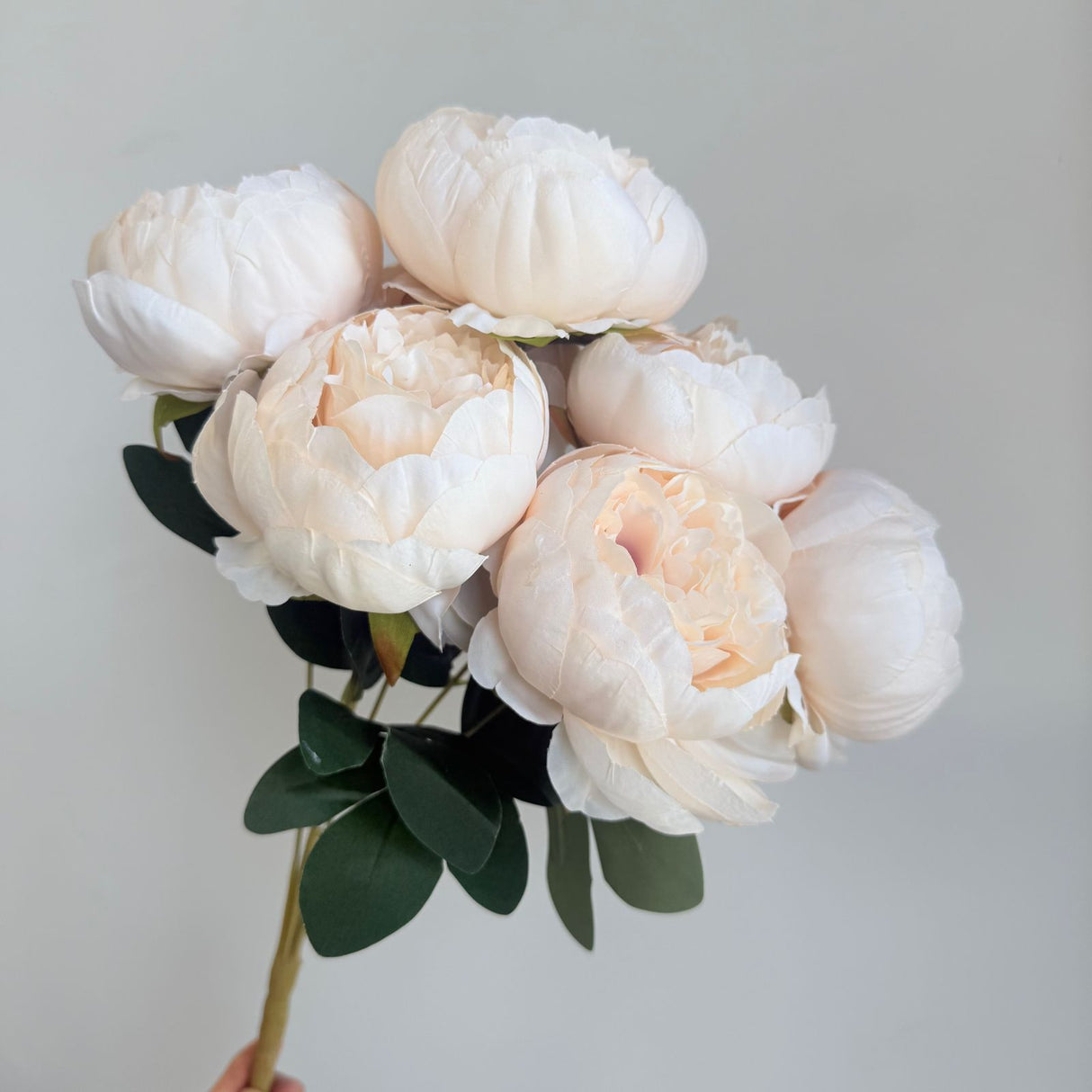 Chinese Peony White Flower