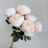 Chinese Peony White Flower