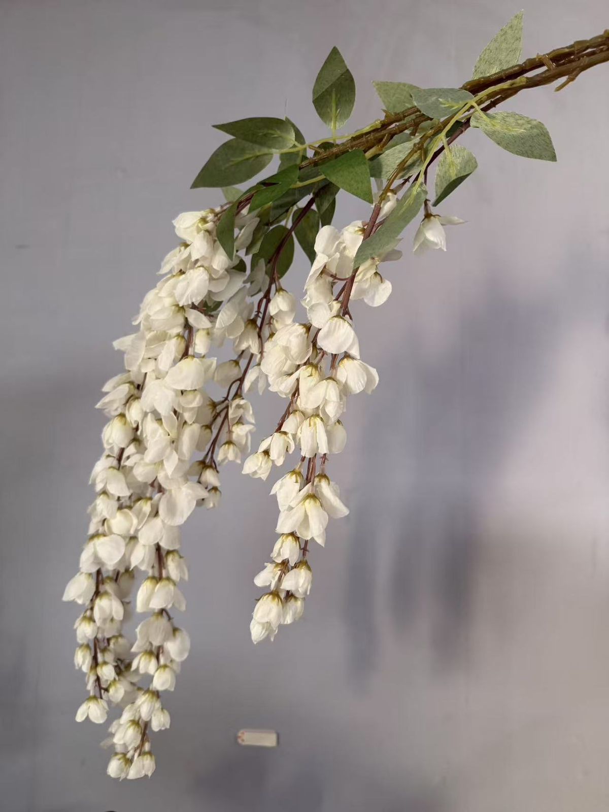Wisteria White Flower