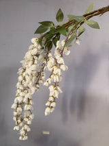 Wisteria White Flower