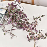 Tradescantia Zebrina Inch Plant