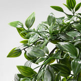 Butchers Broom Plant