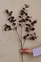 Eucalyptus Cinerea Plant