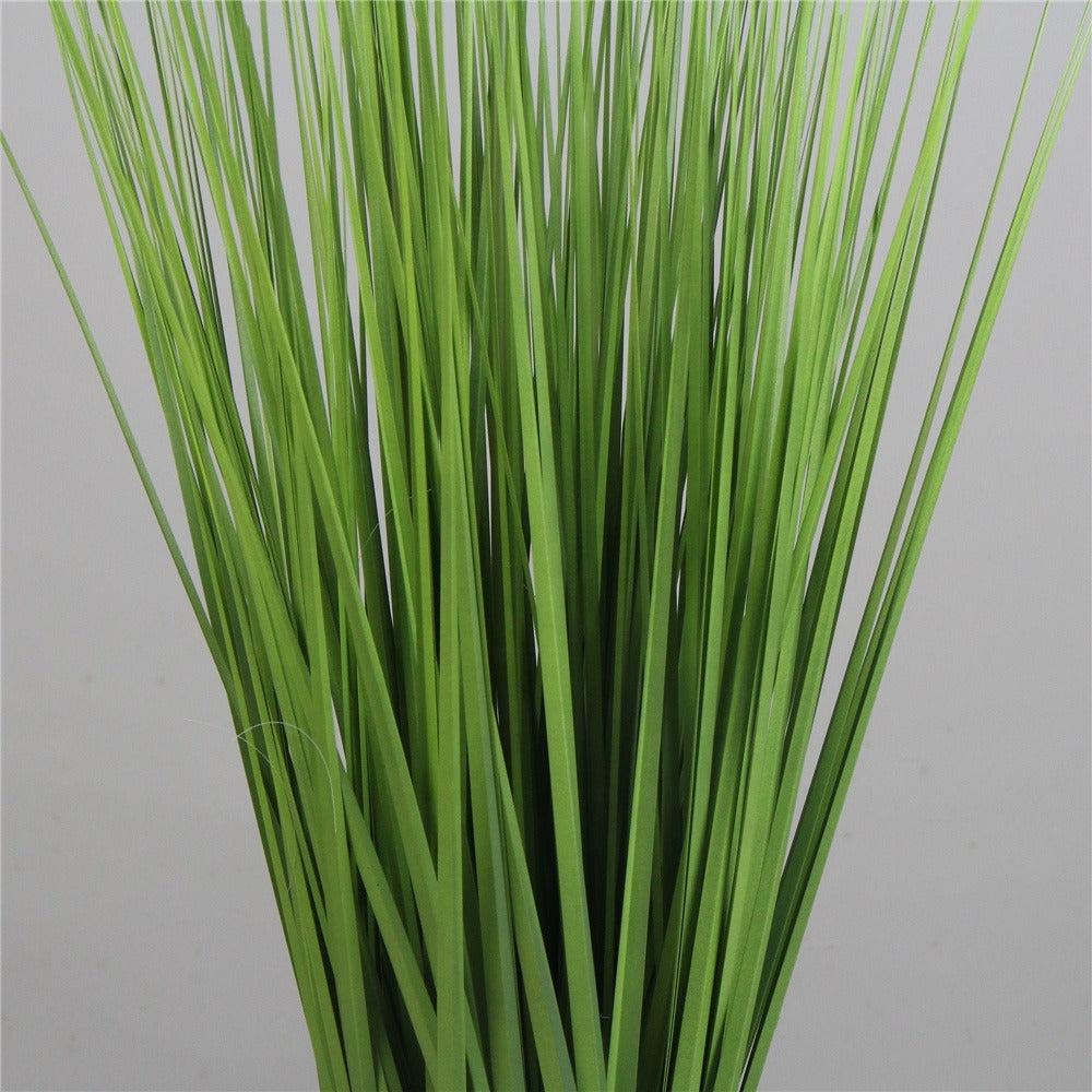 Spring Reed Grass Plant ( 70cm )