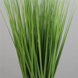 Spring Reed Grass Plant ( 70cm )