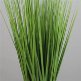 Spring Reed Grass Plant ( 150cm )