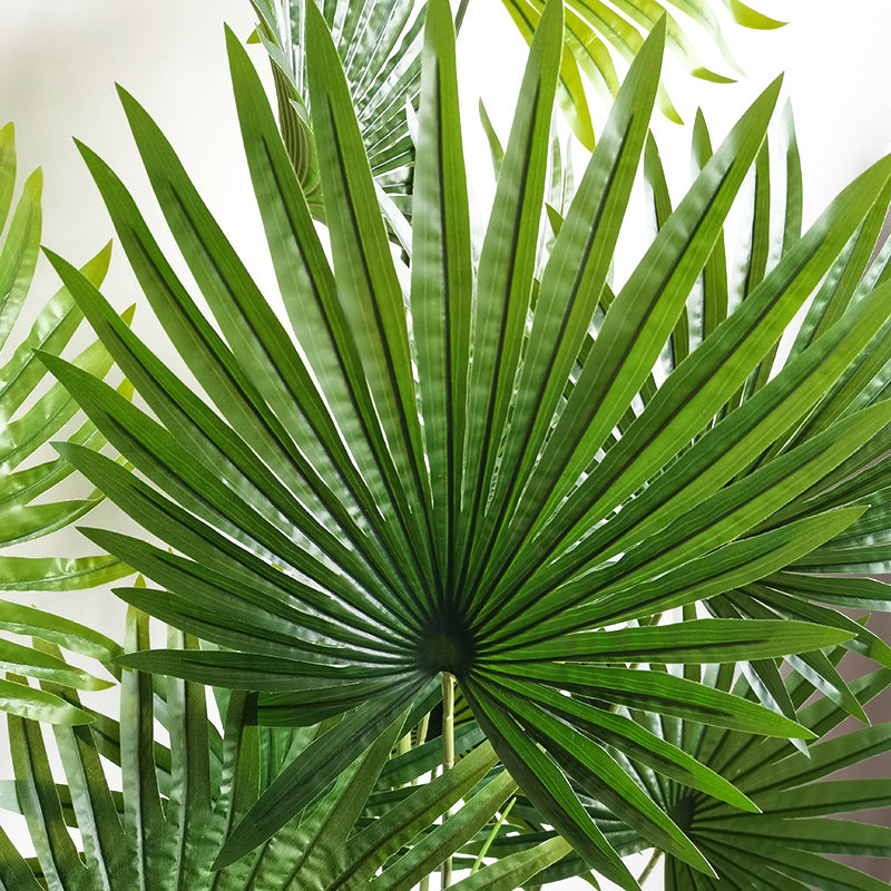 Palmetto Plant ( 210cm )